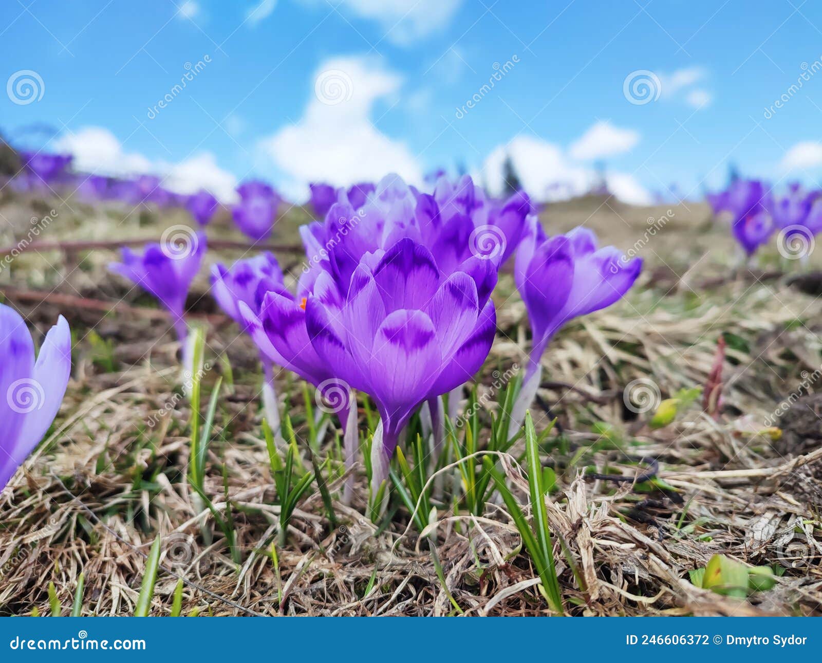 ранние весенние цветы фиолетовые кроки весной Стоковое Фото - изображение  насчитывающей пуща, день: 246606372