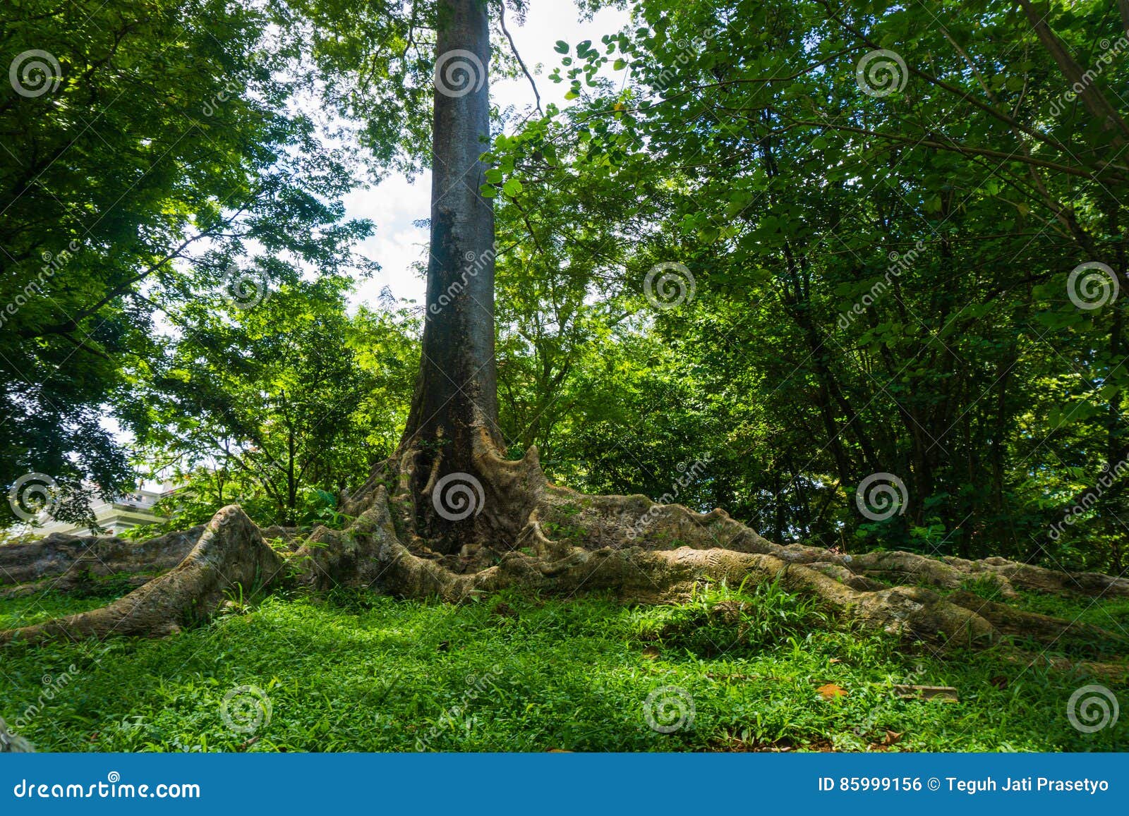 Фото Самого Дерева