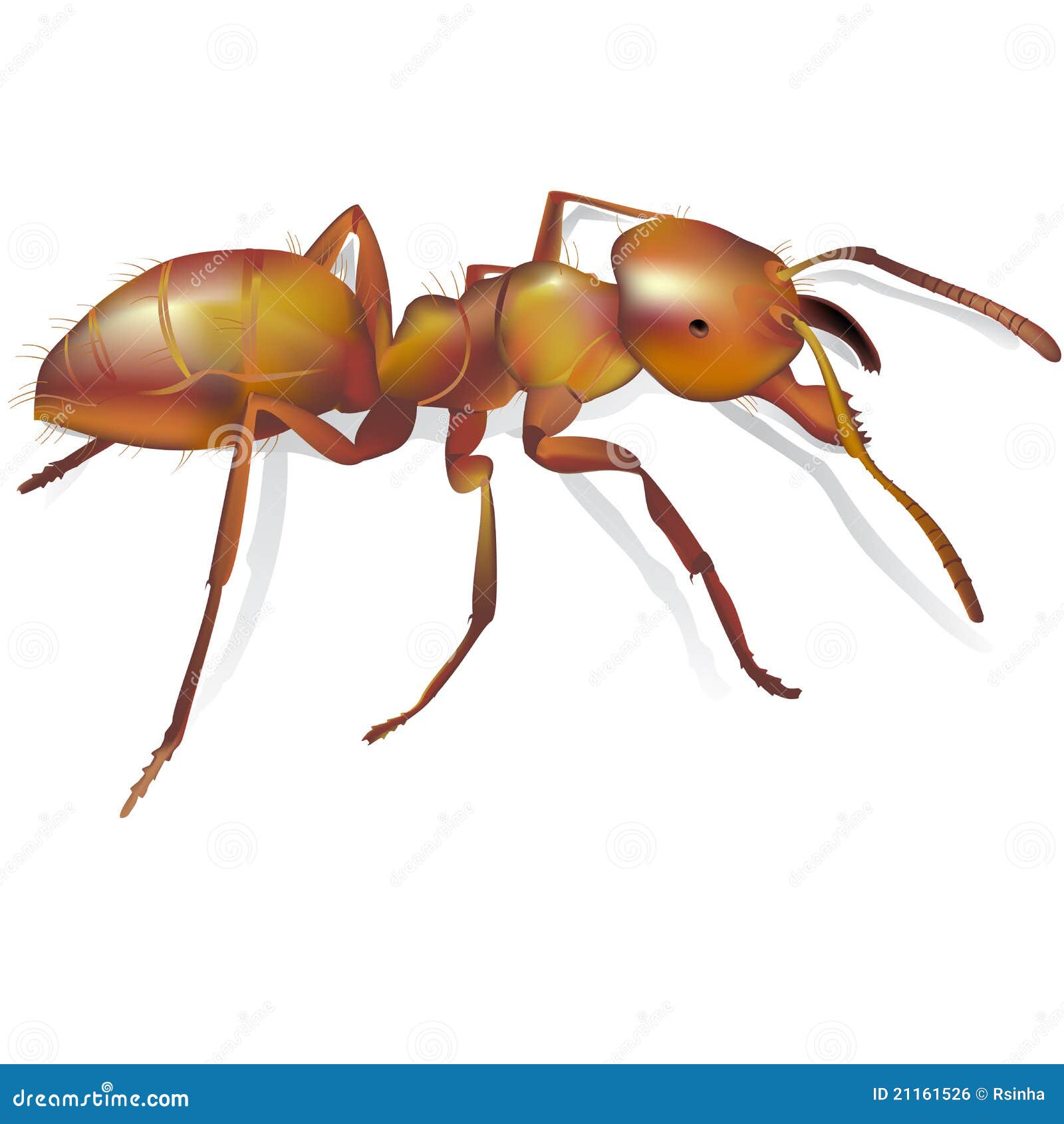 In greater details. Муравей из дерева. Эффекта муравея. Голова муравья вблизи. Покажи лицо муравея.