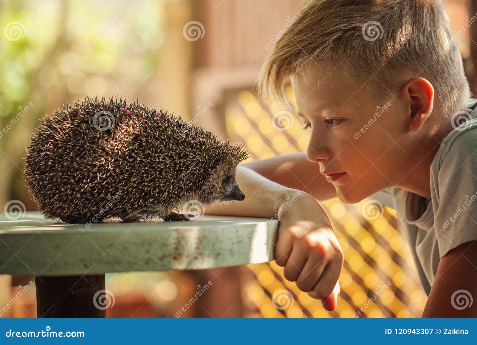 Ребенок с любимчиком Мальчик и еж смотря один другого Стоковое Изображение  - изображение насчитывающей мило, напольно: 120943307