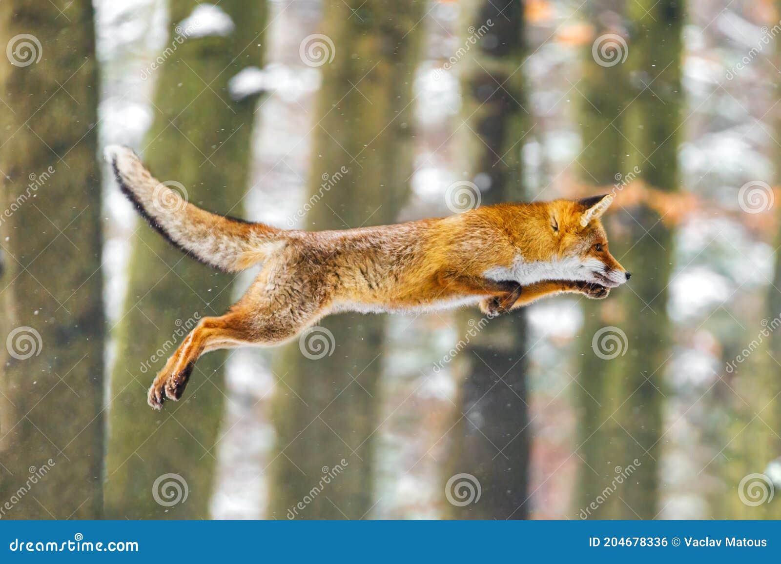 Рейс лисы. Лисица лисицы Red Fox прыгает в лес зимы. Оранжевый животное  шубы в среду обитания природы. Лиса на зеленом лугу леса Стоковое Фото -  изображение насчитывающей финляндия, скачка: 204678336