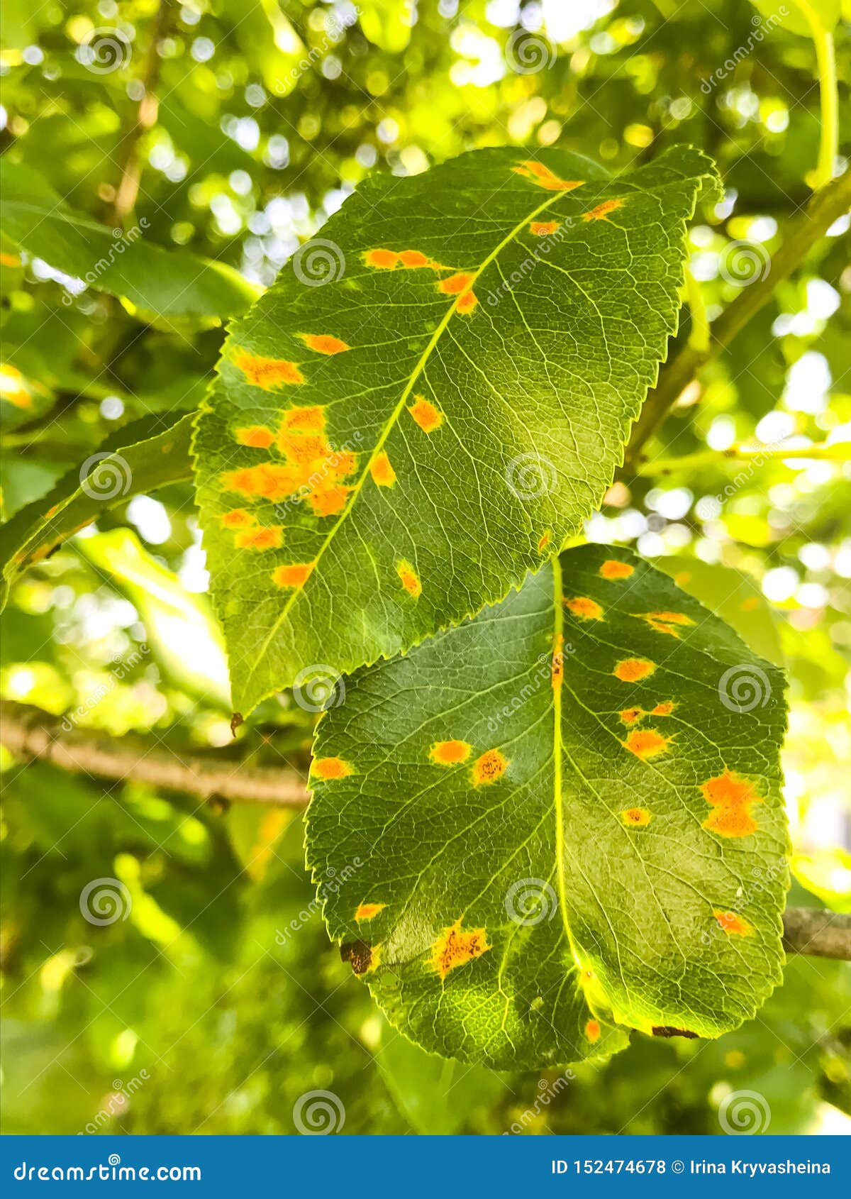 Ржавчина на листьях груши, болезнь растения плода Стоковое Фото -  изображение насчитывающей грибок, опасность: 152474678