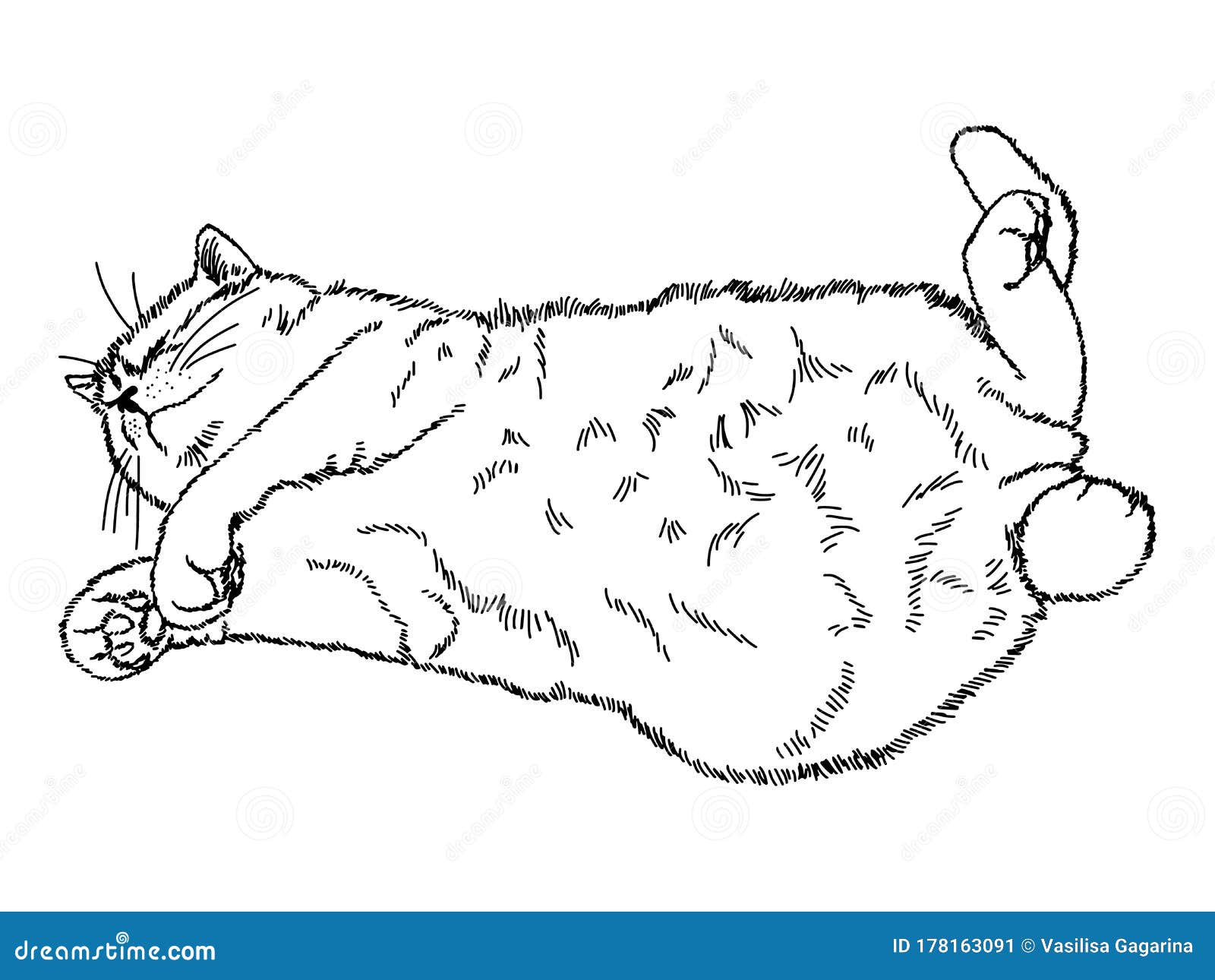 Cat nap раскраска. Зарисовки кота лежащего. Раскраска кошка лежит на спине. Котик лежит на спинке рисунок.