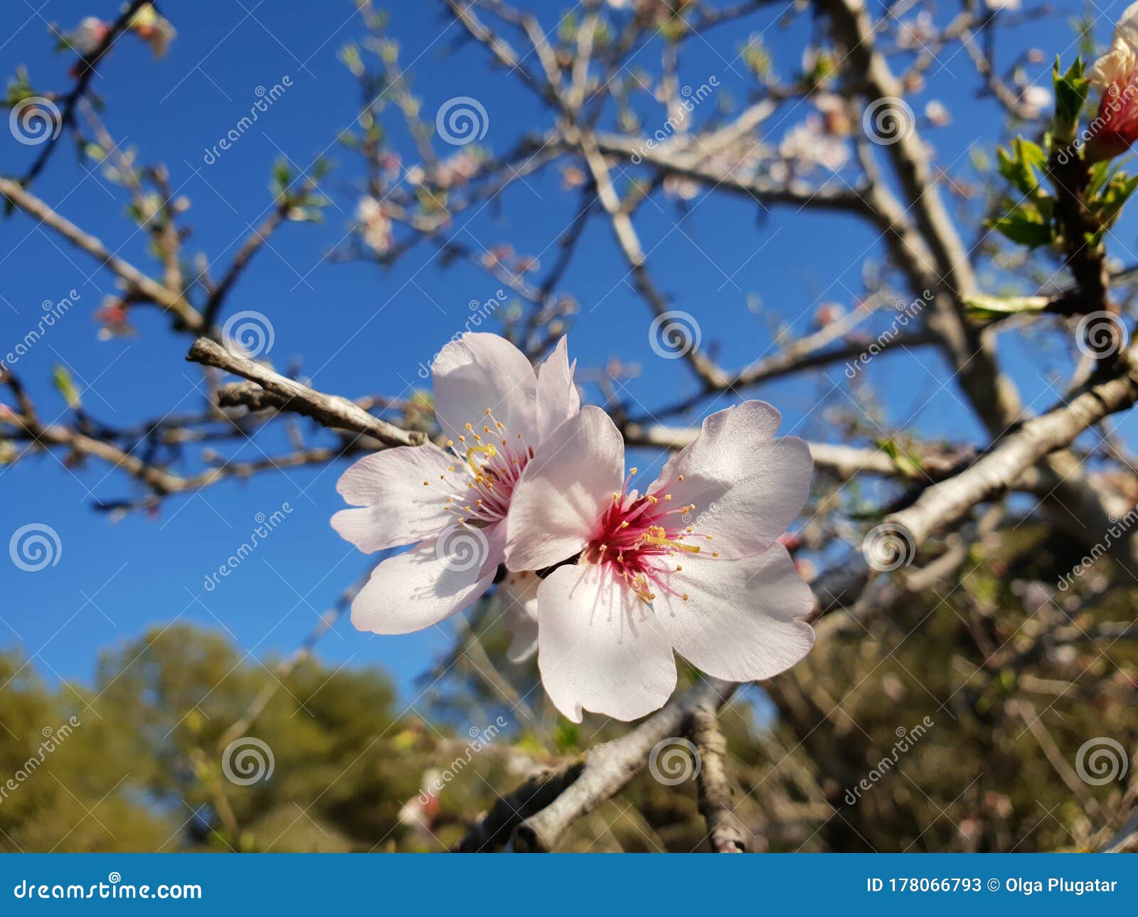 Розовый цветок цветы миндаль против зацветать голубого неба весенний цветовминдального дерева в Испании Стоковое Изображение - изображениенасчитывающей комплект, завод: 178066793
