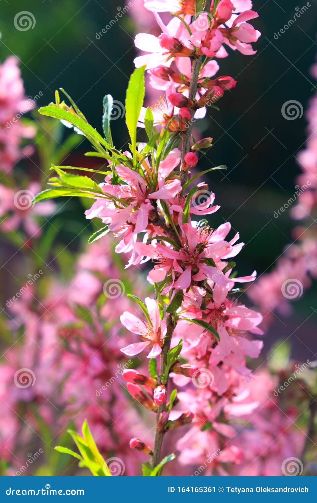 Розовый цвет, миндальный цвет, цветы в саду Стоковое Изображение -изображение насчитывающей пинк, вал: 164165361