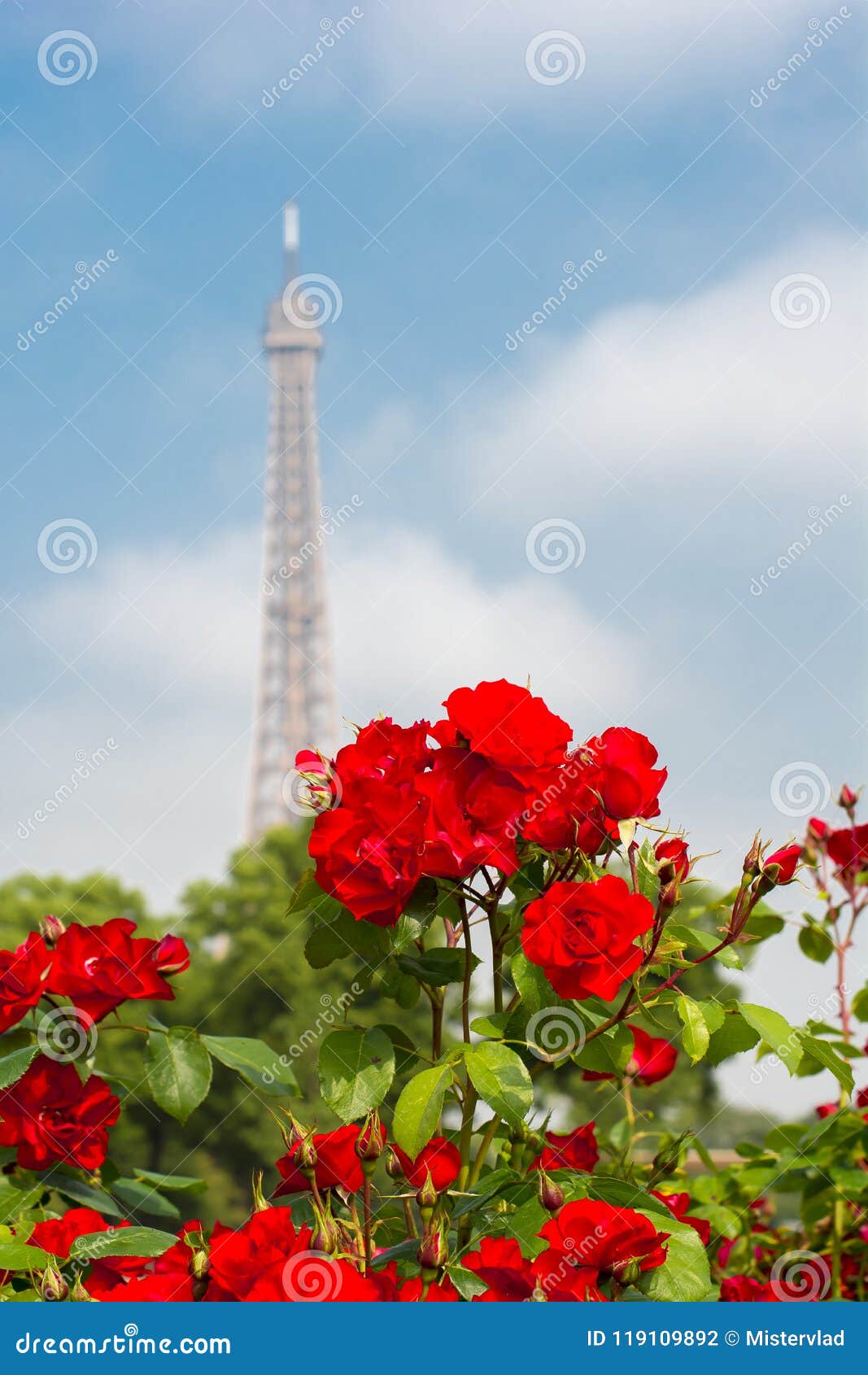 Роза Эйфелева Башня Фото