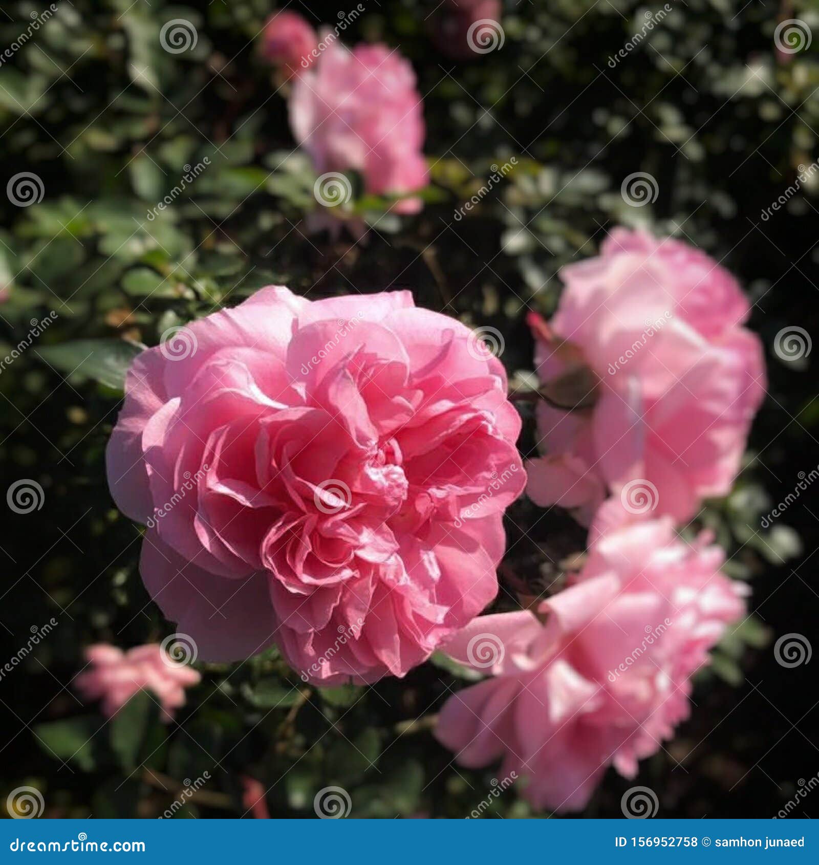 Фото Настоящей Розы