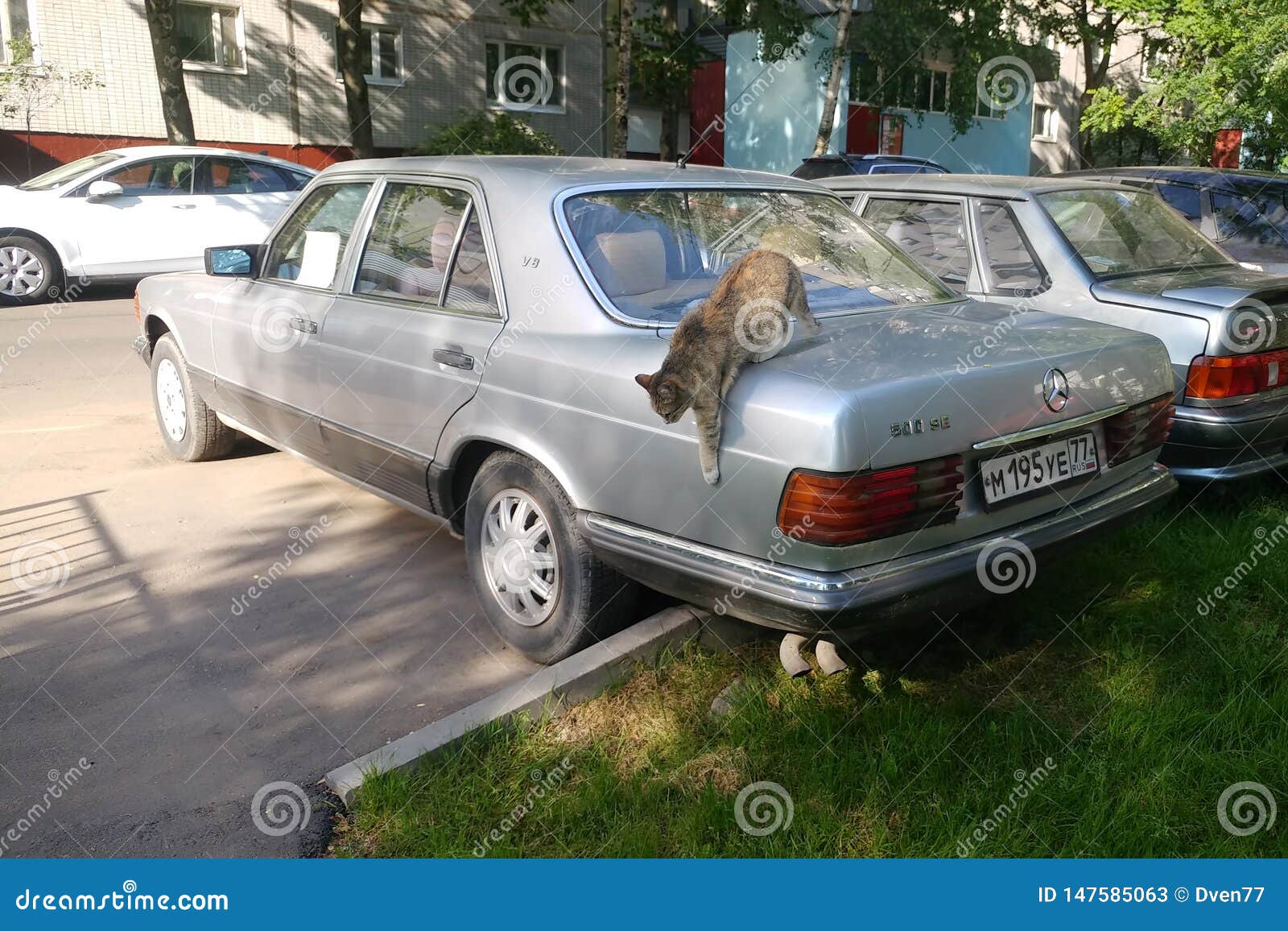 Кот на мерседесе
