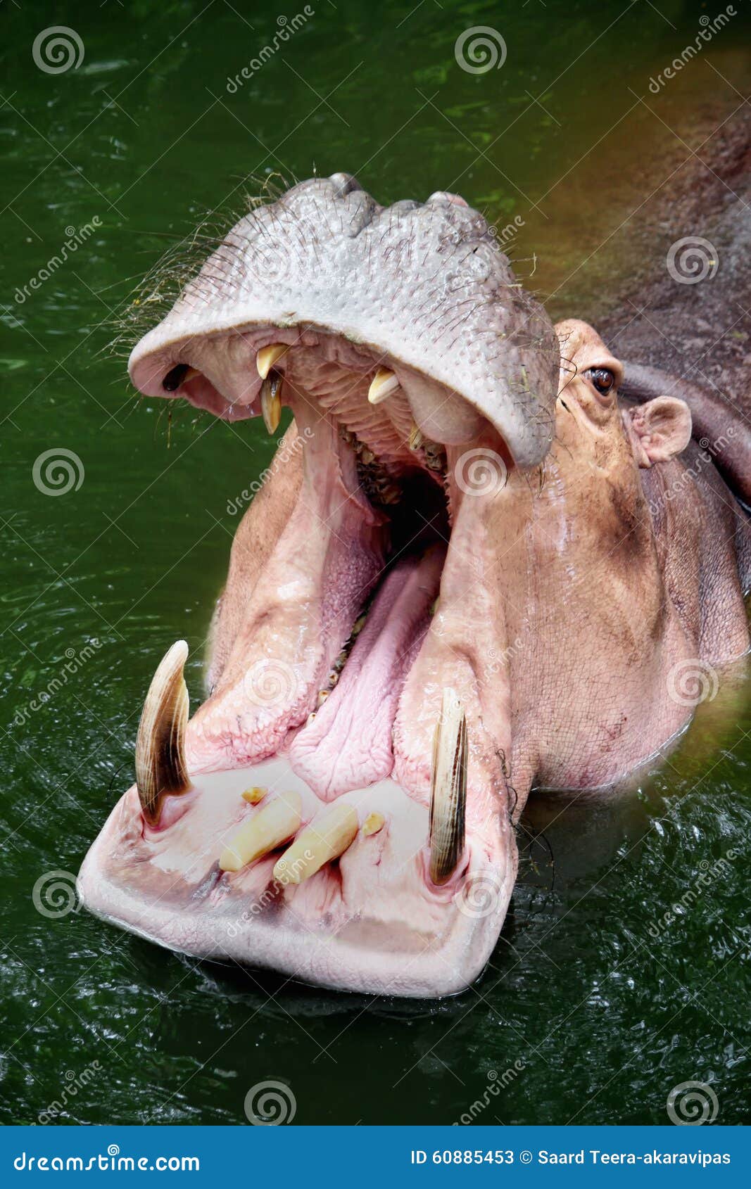 Рот бегемота открытый стоковое изображение. изображение насчитывающей  открыто - 60885453