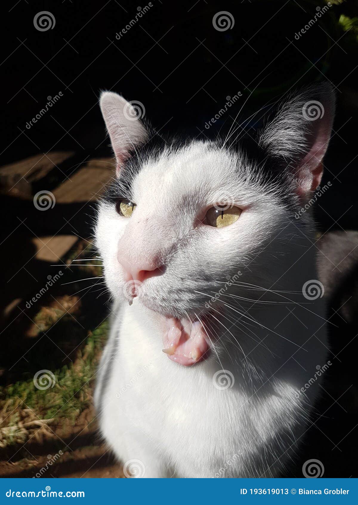 Рот белого и черного кота, широко открытым Стоковое Изображение - изображение насчитывающей любимчик, бело: 193619013