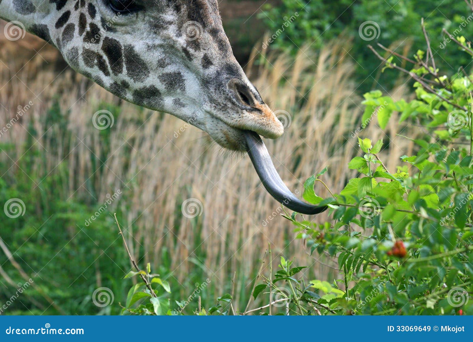 Длинный язык жирафа. Язык жирафа. Длина языка жирафа. Жираф с высунутым языком.