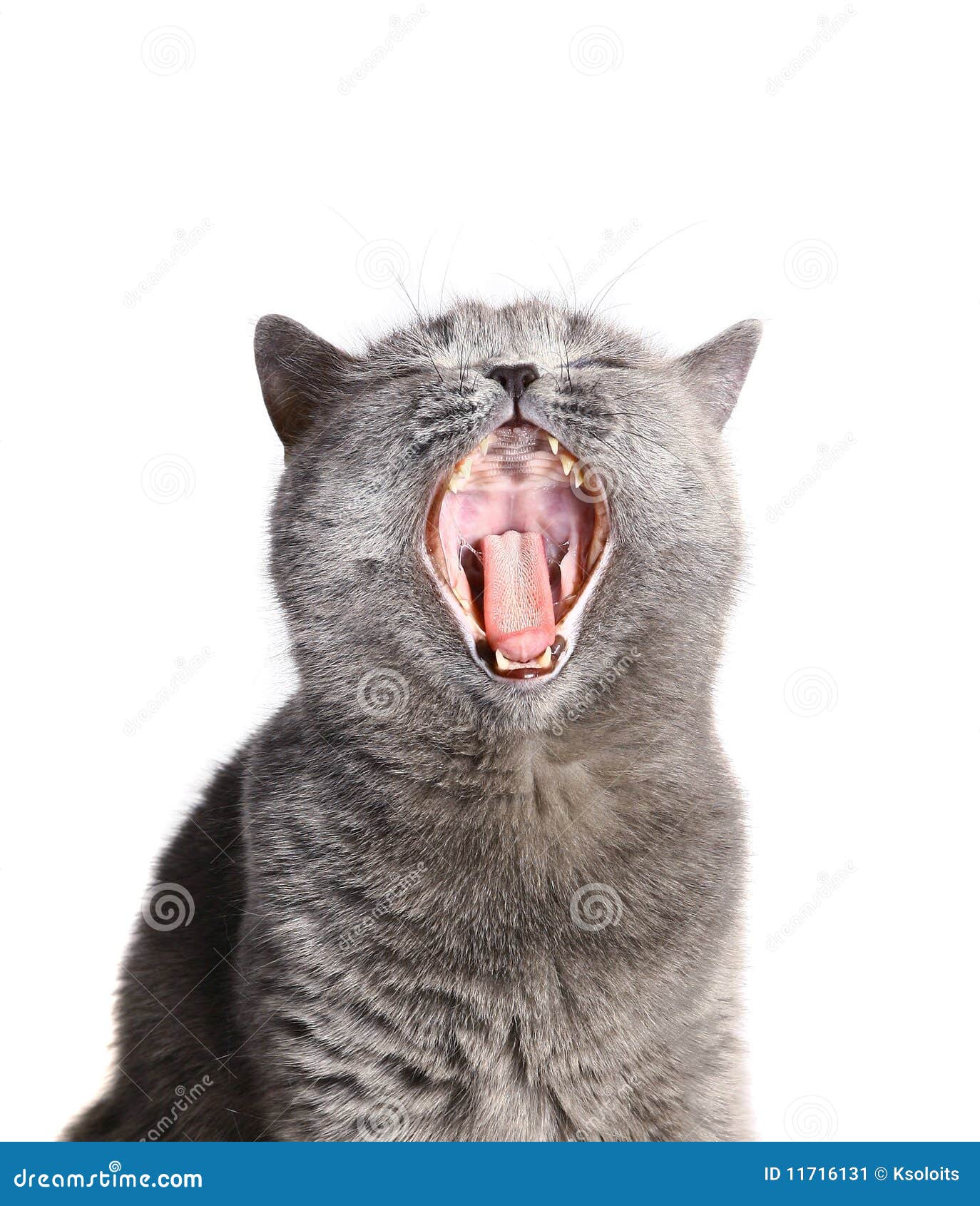 Кошки нюхают ртом. Кот кричит. Кричащий кот. Кошка с открытым ртом. Кот открывает рот.