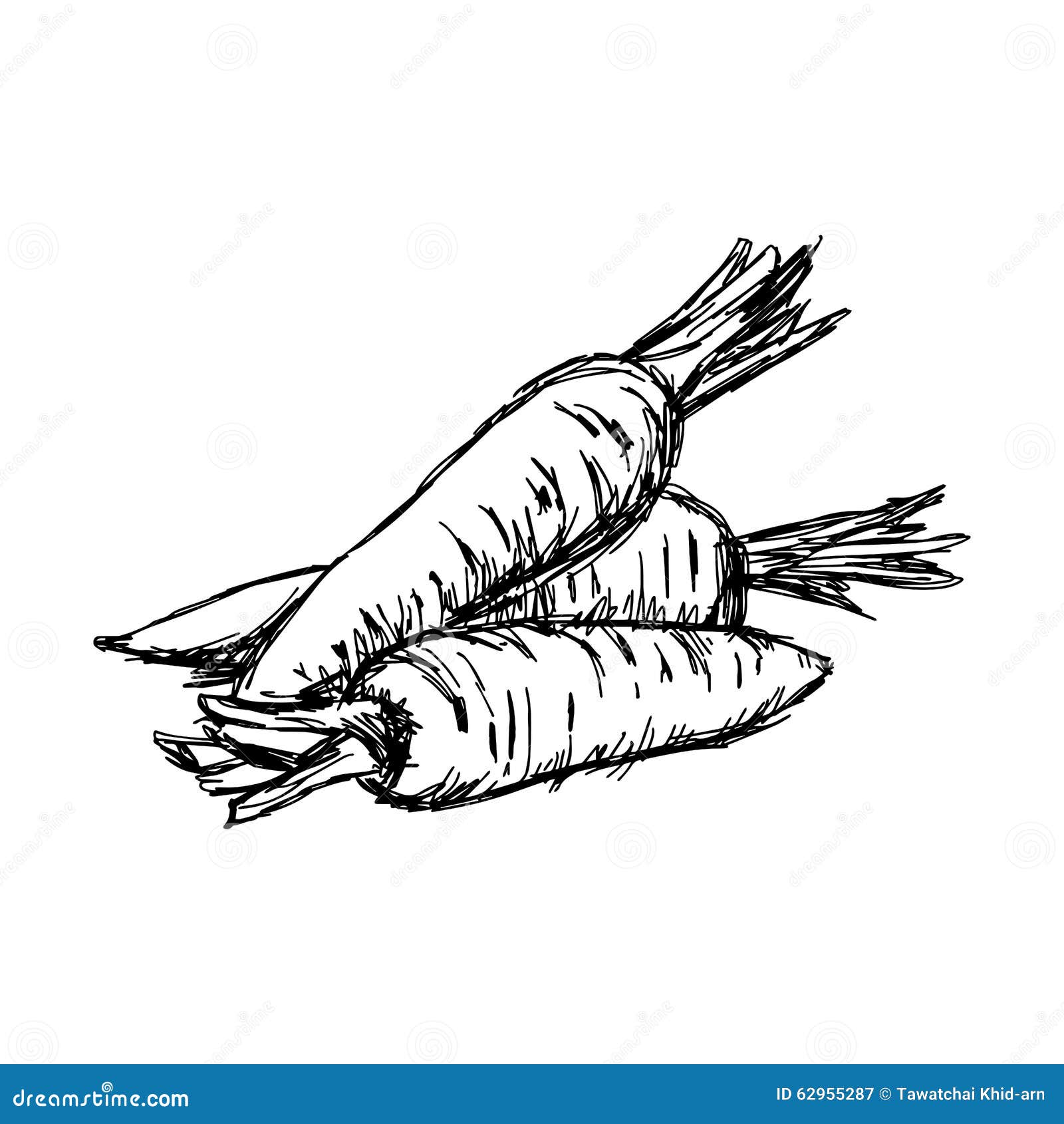 Морковка эскиз