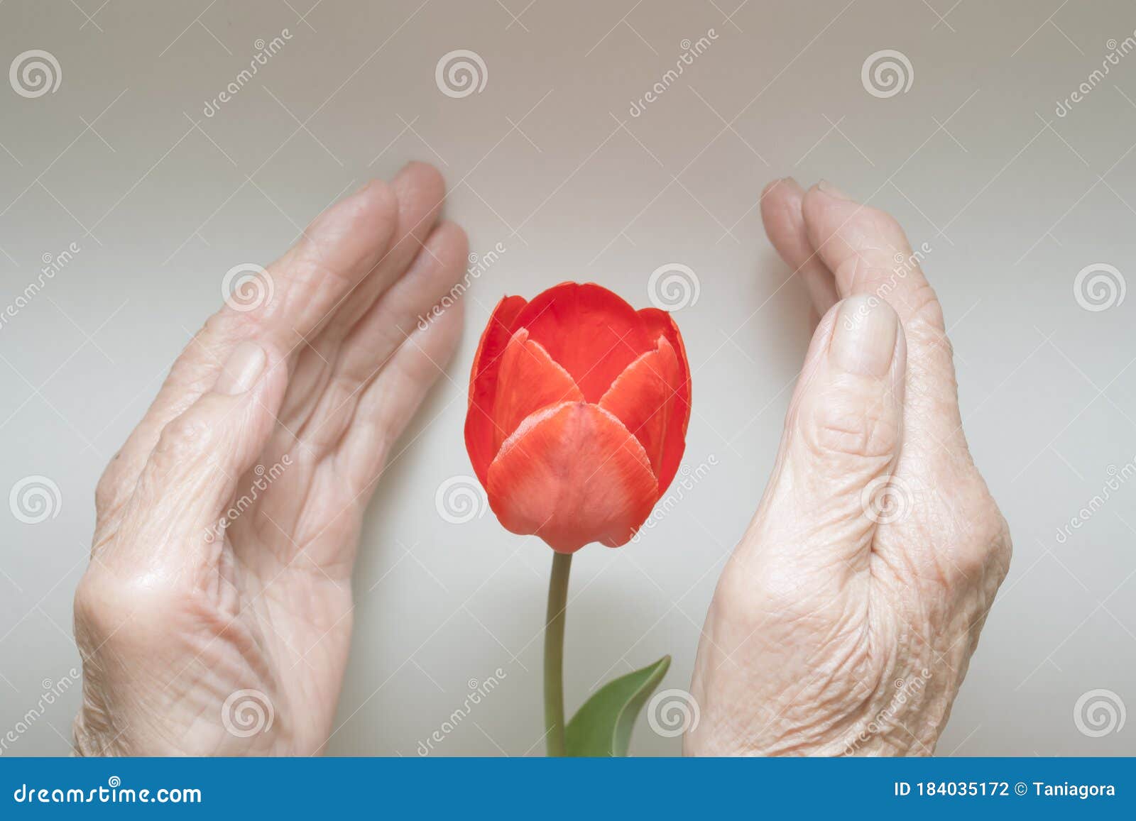 Руки женщины защищают один цветок тюльпанов». Концепция долголетия?. День  пожилых. Карта «арабской весны». Стоковое Фото - изображение насчитывающей  мозолистые, день: 184035172