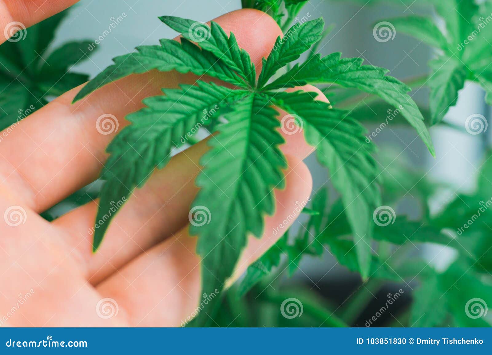 Чем брызгать марихуану для как выращивать коноплю в полях