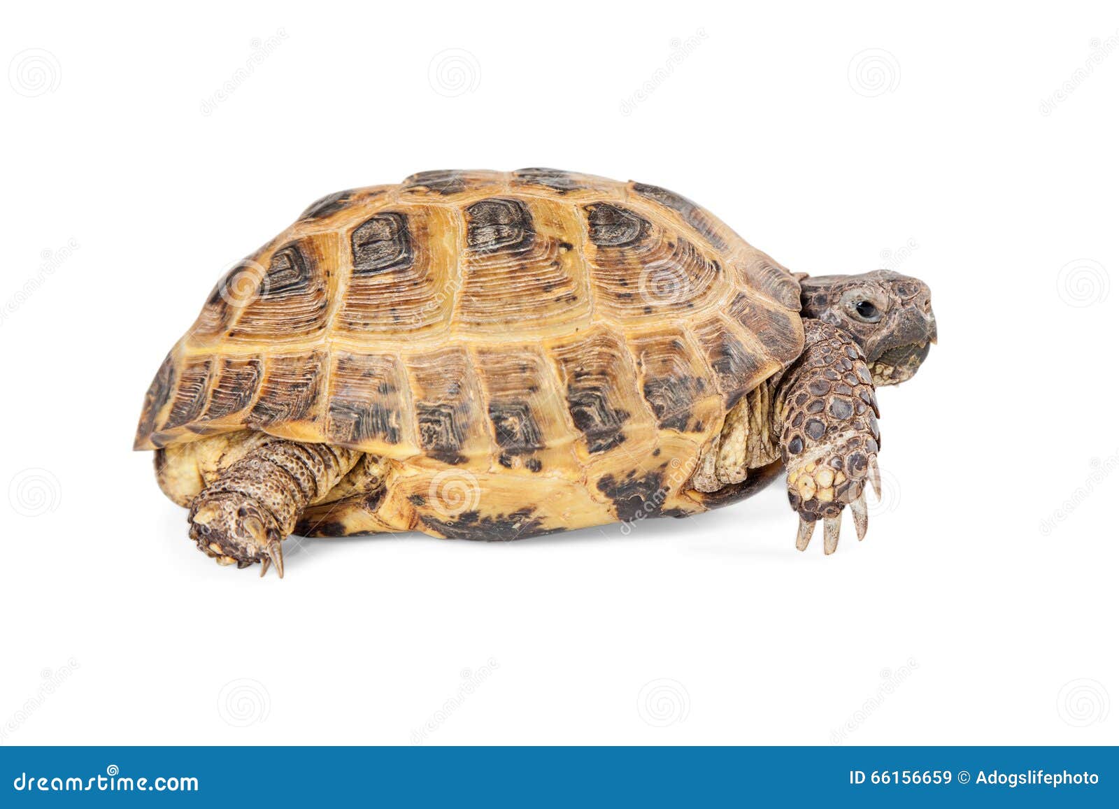 Turtle на русский. Среднеазиатская черепаха. Среднеазиатская черепаха на белом фоне. Сухопутная черепаха на прозрачном фоне. Черепаха домашняя на прозрачном фоне.