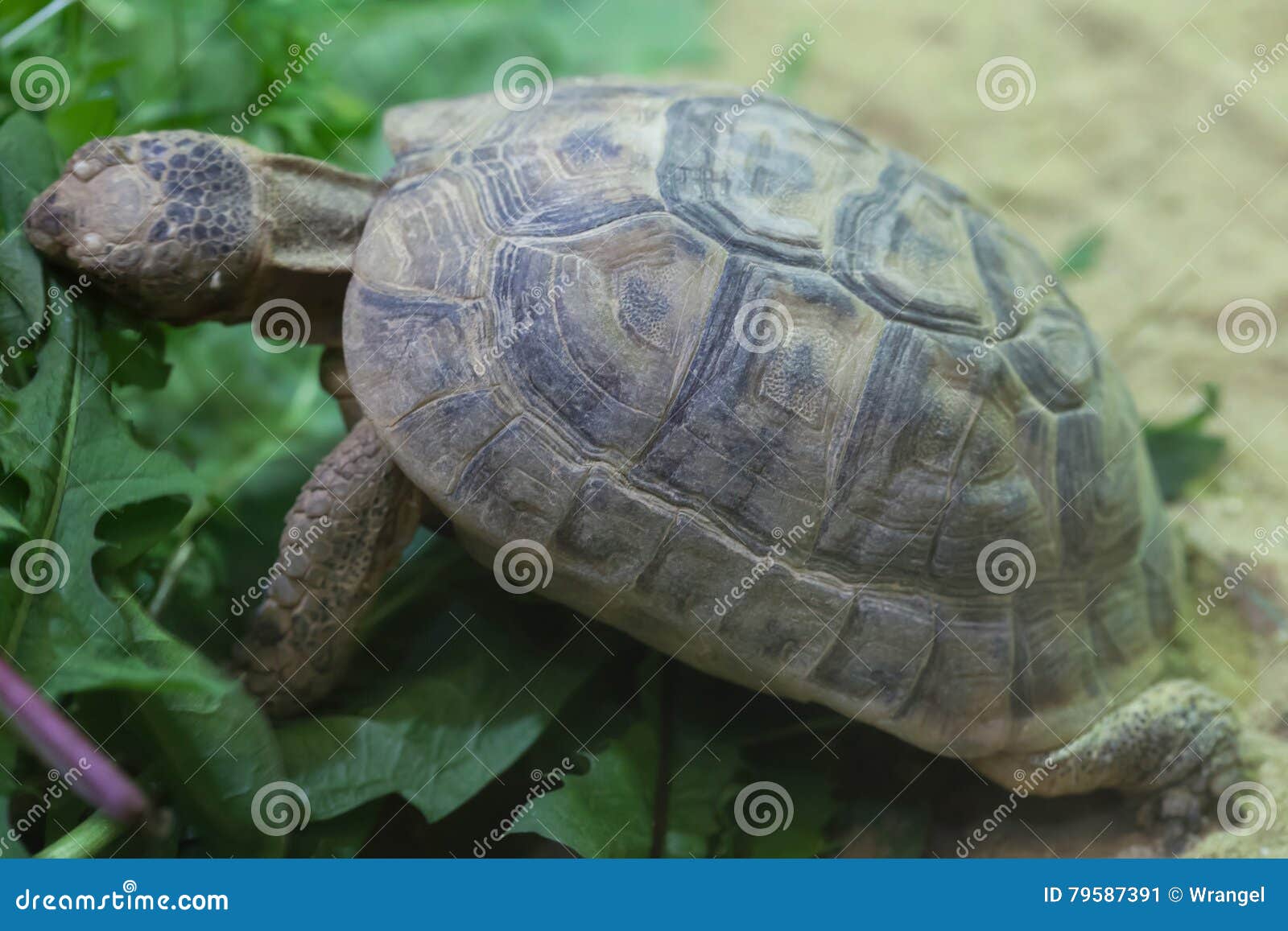 Turtle на русский. Русская черепаха. Agrionemys horsfieldii. T. horsfieldii horsfieldii. Asia St 71 x Turtles.