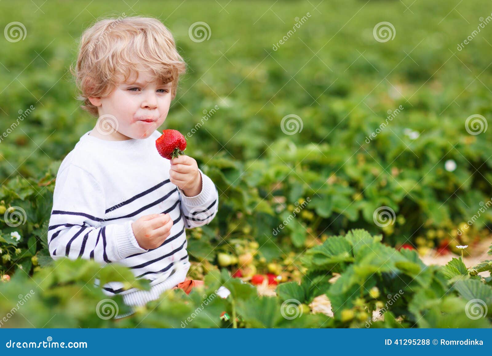 Мальчик м. Мальчик нюхает клубнику картинка. Мальчик ест огромную клубнику. Описание картинок мальчик ест клубнику на грядке. Каю ел клубнику.
