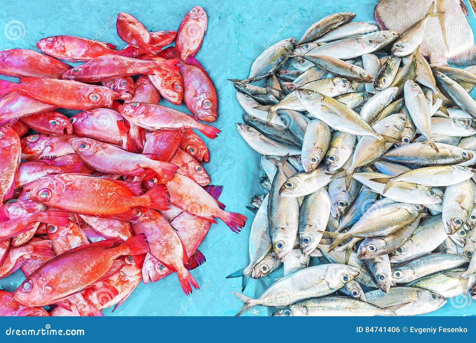 Рыба на шри ланке. Рыбный рынок Шри Ланка. Рыба Шри Ланка. Red Fish Шри Ланка. Рыбный рынок в Галле Шри Ланка.