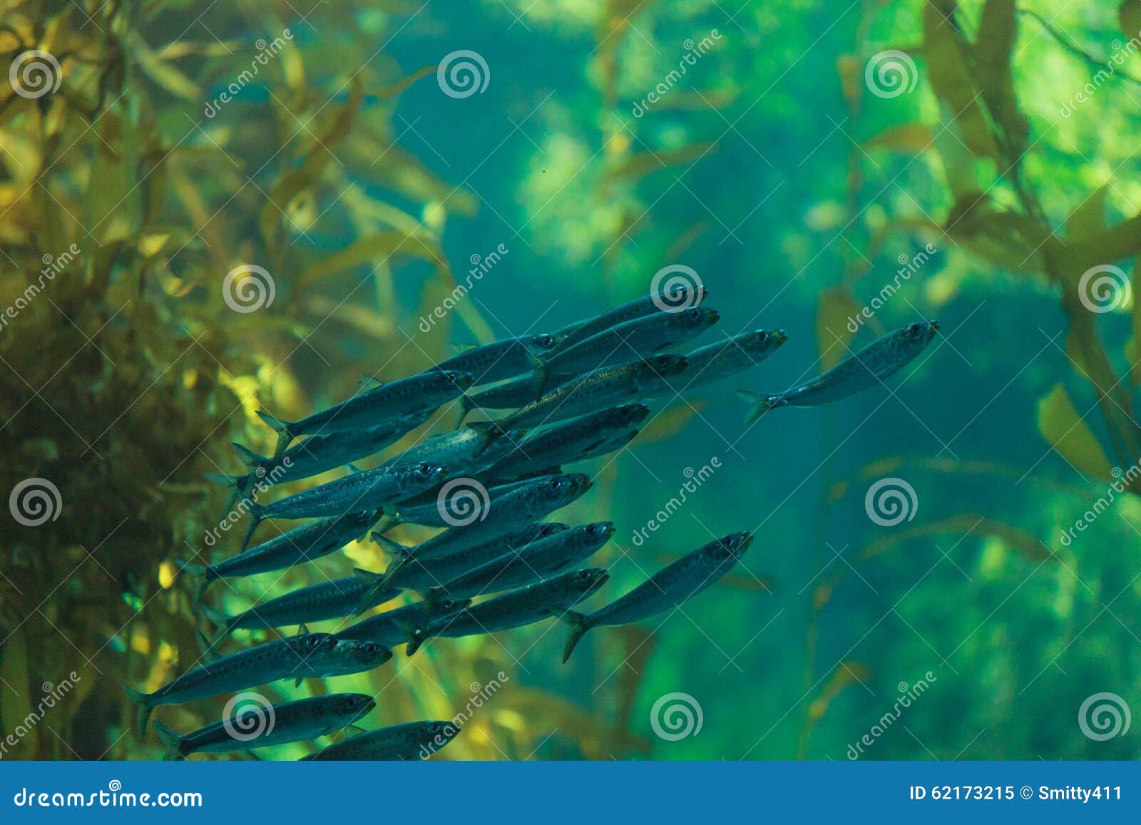 Рыбы Тихого Океана Фото