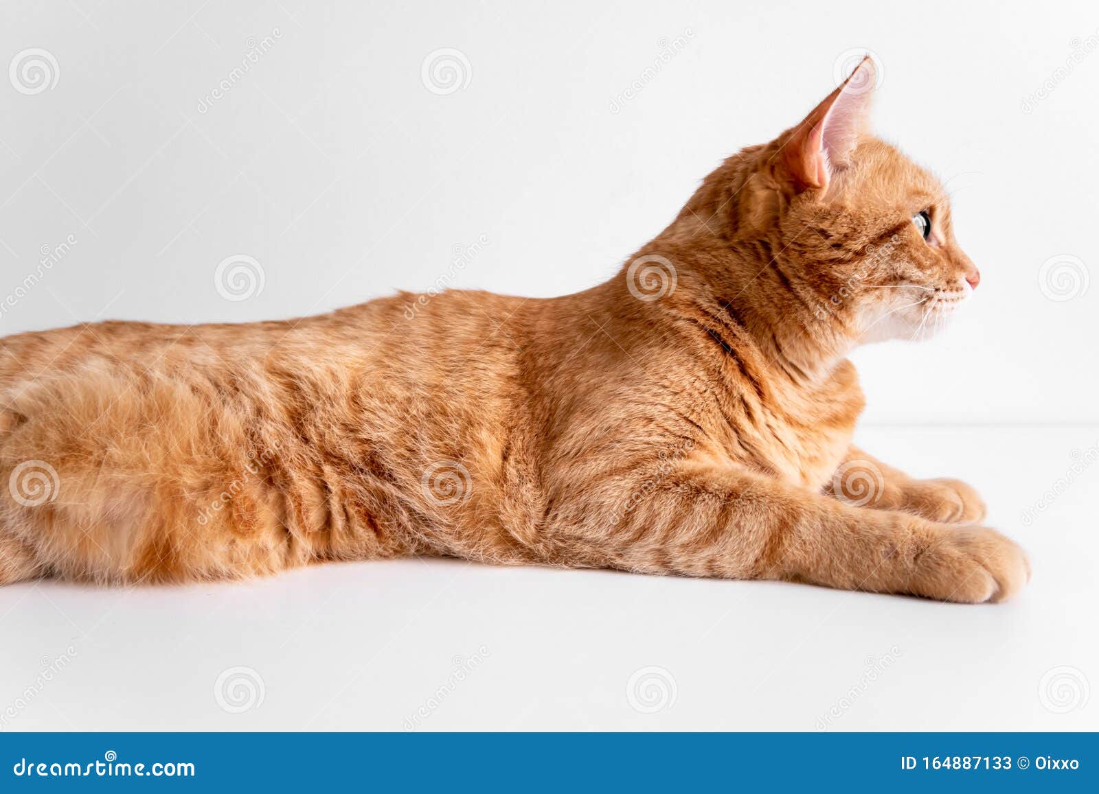 Кот сбоку
