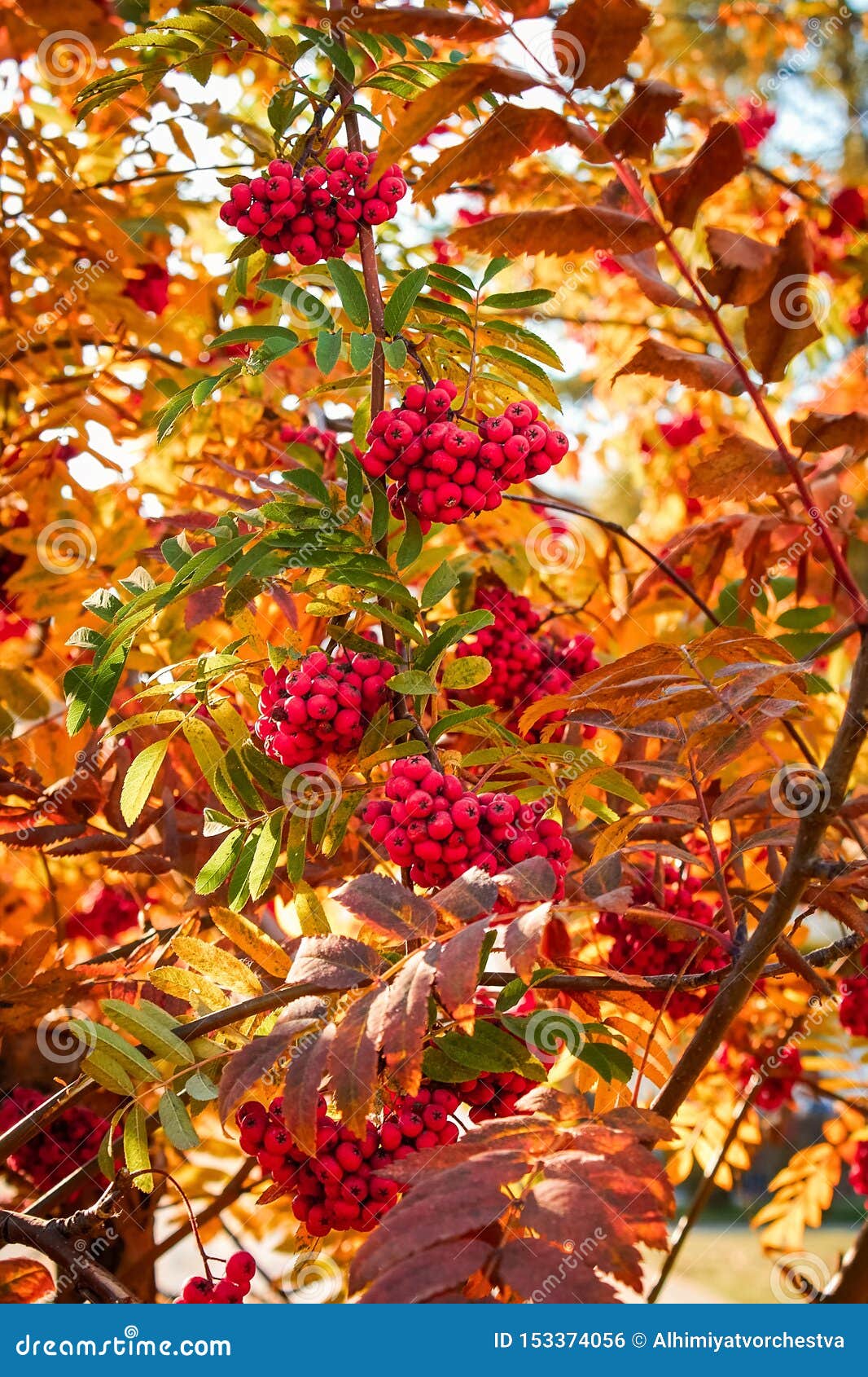Рябина Осенью Фото Дерева И Листьев