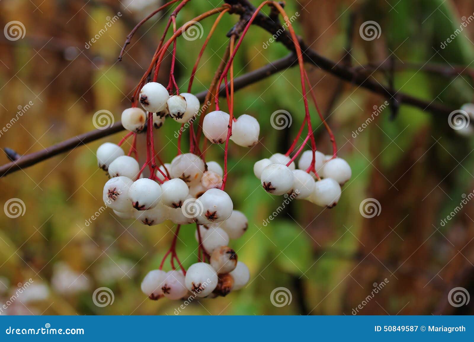 раст белые ягоды фото 70