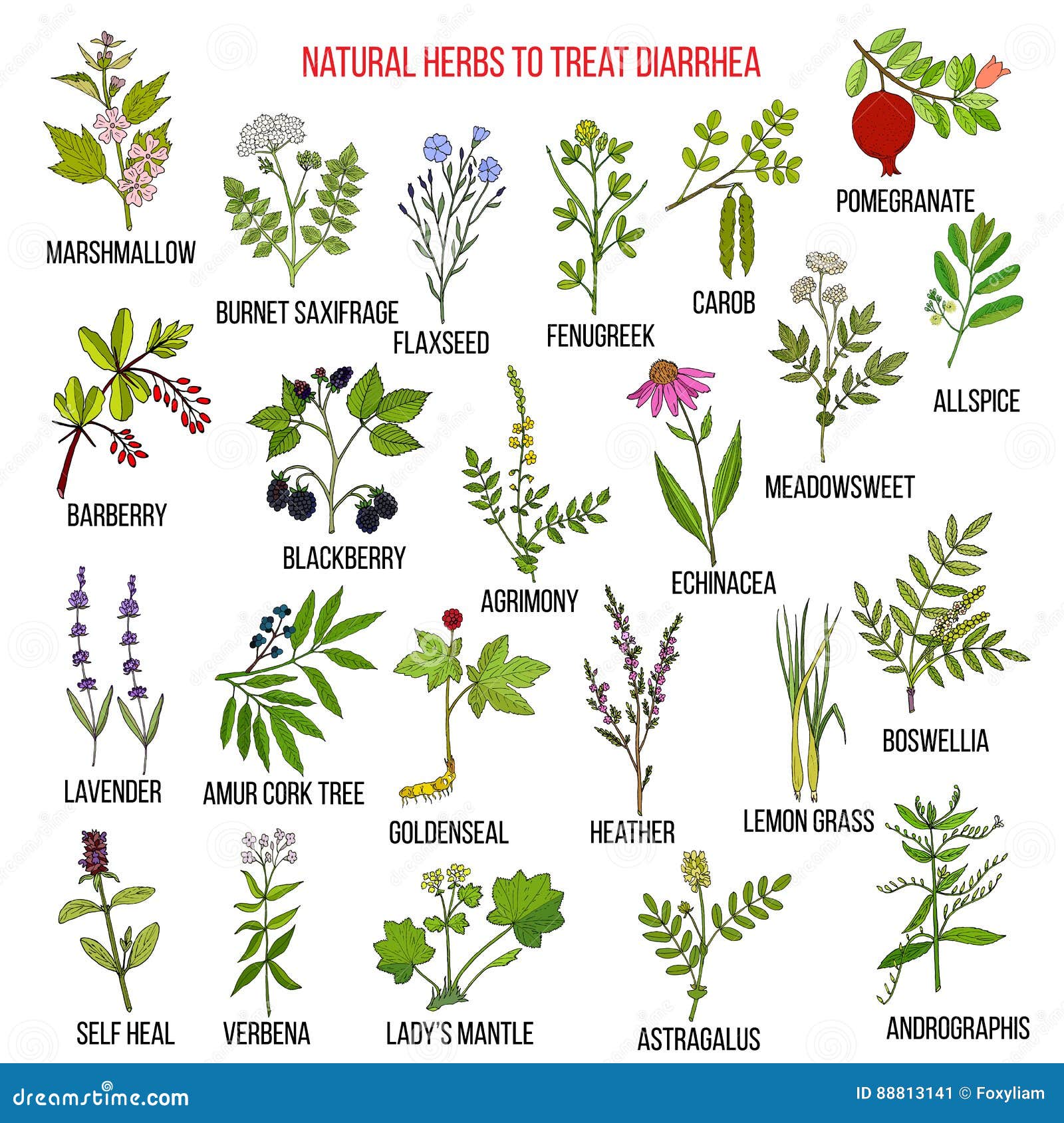 лекарственные растения от диареи. диарея растение. лекарственные растения при диарее. диарея растение. трава от диареи.