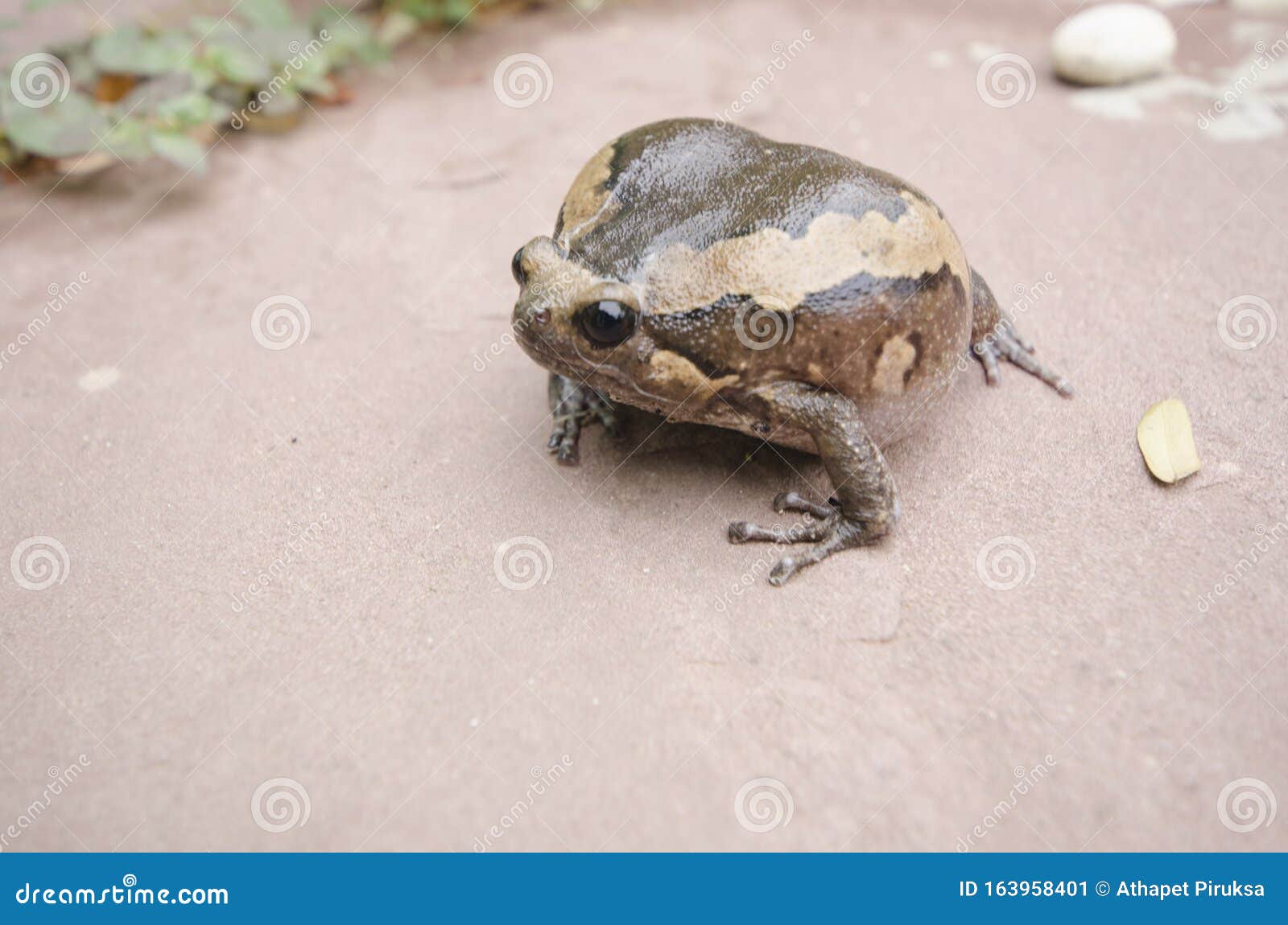 Самый Большой Размер Фото