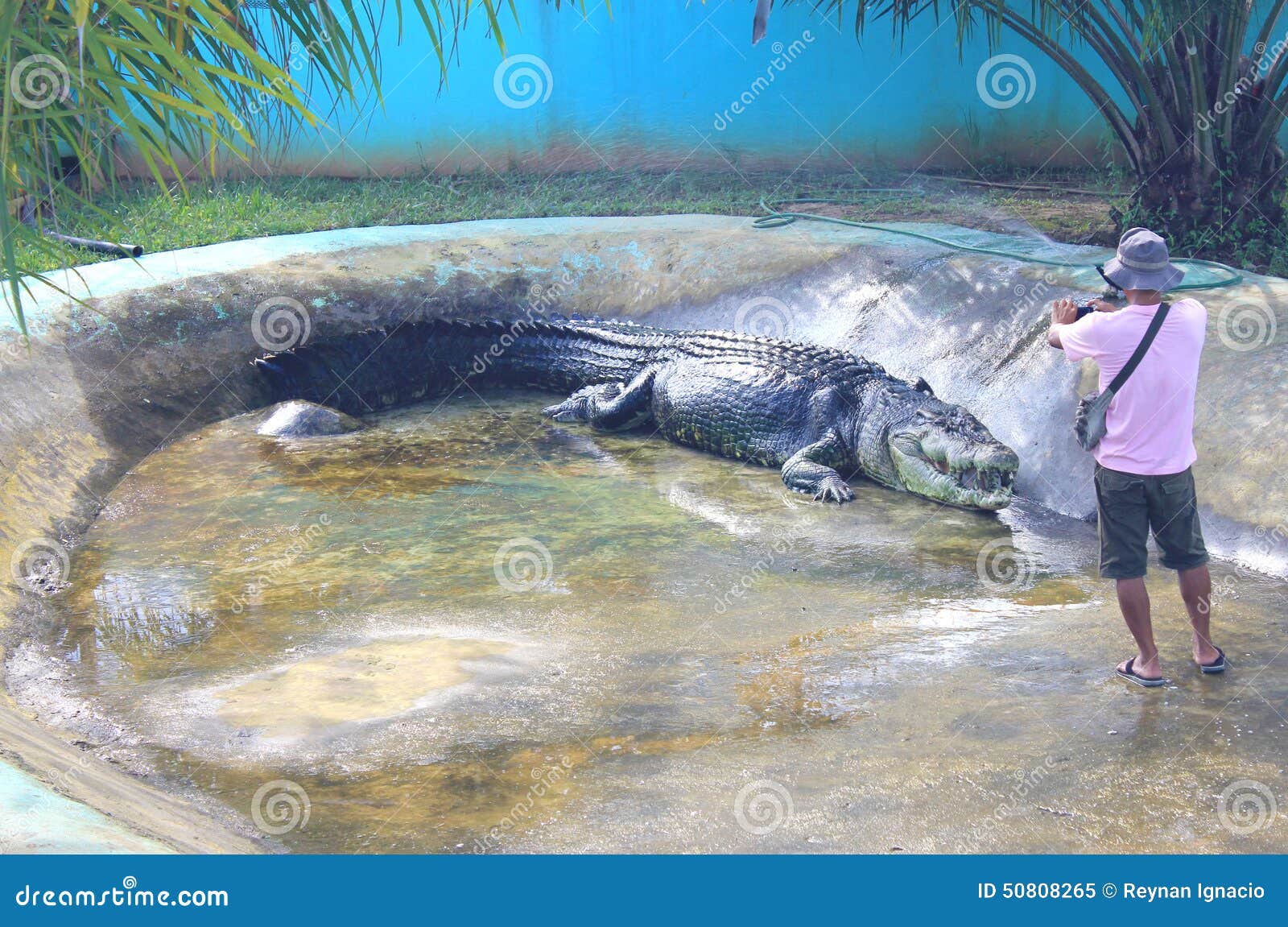 Самый большой крокодил в плене Редакционное Изображение - изображение  насчитывающей пленник, крокодил: 50808265