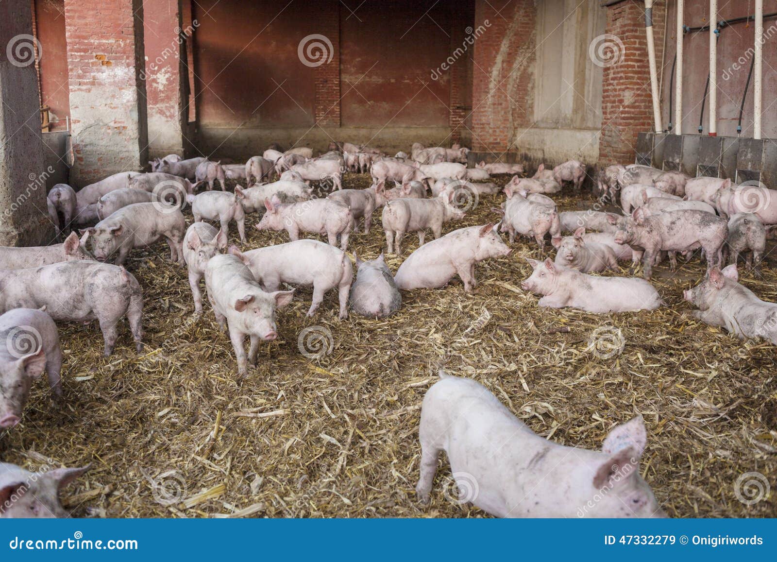 Сарай свиньи стоковое изображение. изображение насчитывающей подавать -  47332279