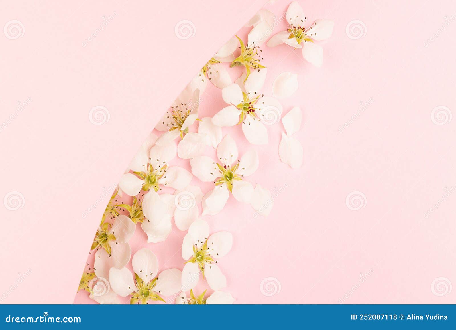 свадебный нежный розовый фон с белыми пружинными цветами бумажная волноваяполоска для надписи на пастельном розовом. Стоковое Фото - изображениенасчитывающей лепестки, пестик: 252087118