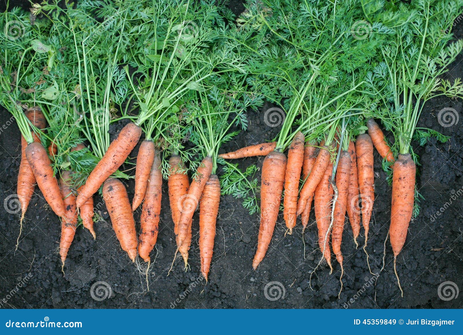 К чему снится морковь свежая