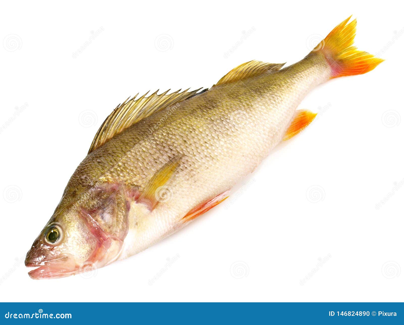 Рыба Окунь Фото