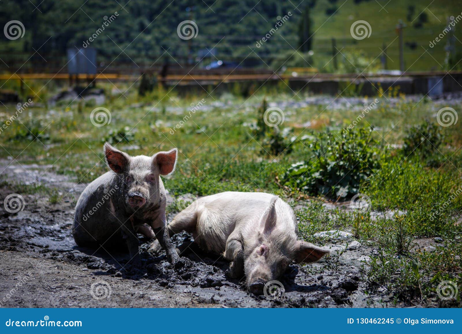 Свиньи в селе
