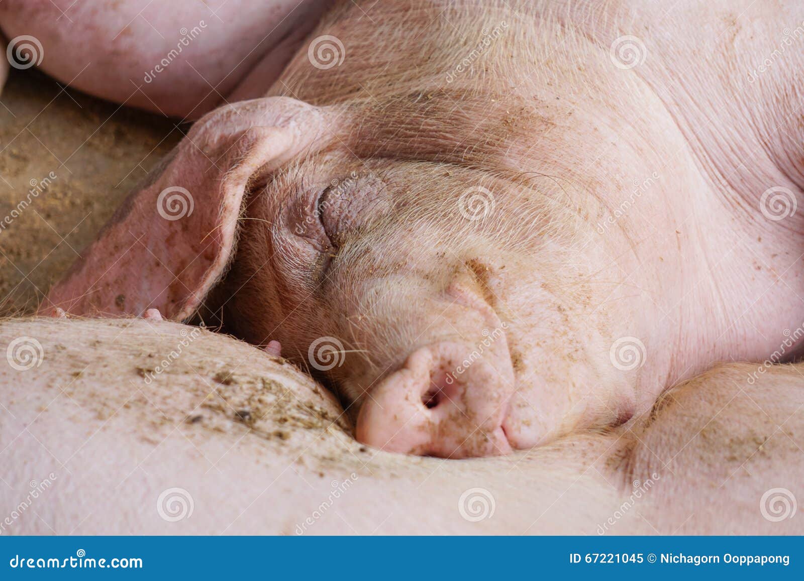 Видеть во сне маленького поросенка. Сонный поросенок. Спящие свиньи.