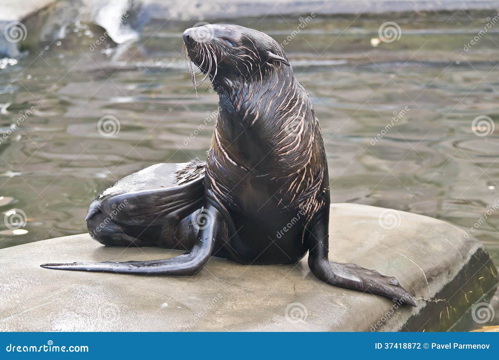 Северный морской котик стоковое фото. изображение насчитывающей вода -  37418872