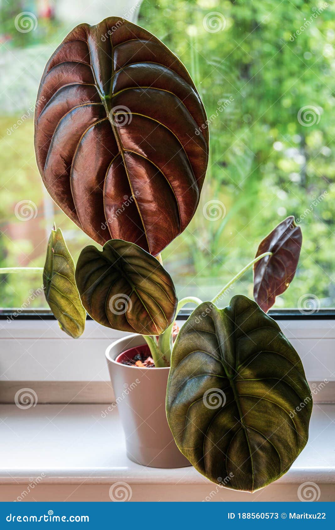 Красное Комнатное Растение Фото