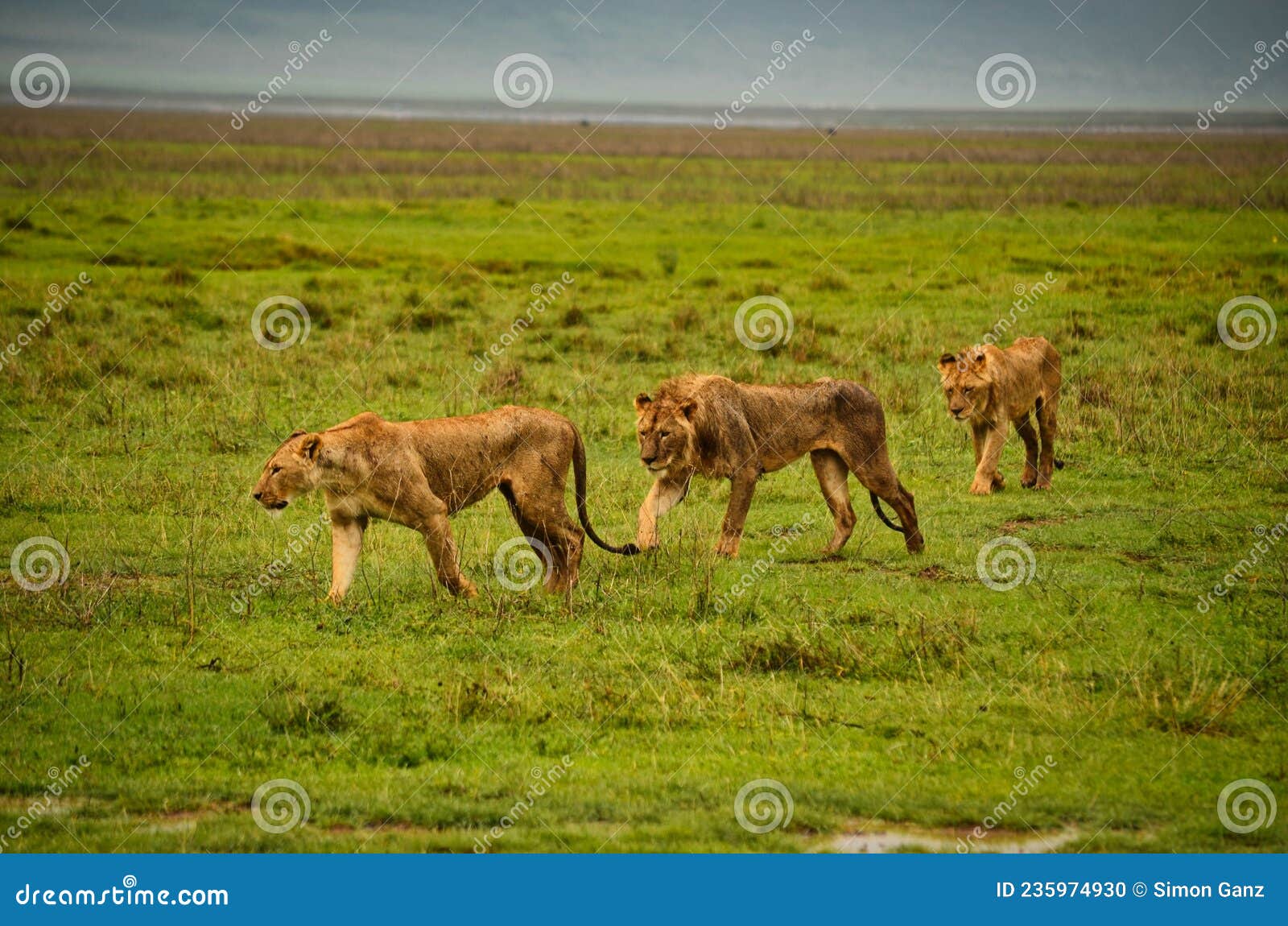 семейство львов на охоте 3 льва в государственном парке Серенгти в  Танзаньяларге Саванна в середине жизни Стоковое Фото - изображение  насчитывающей мило, охотник: 235974930