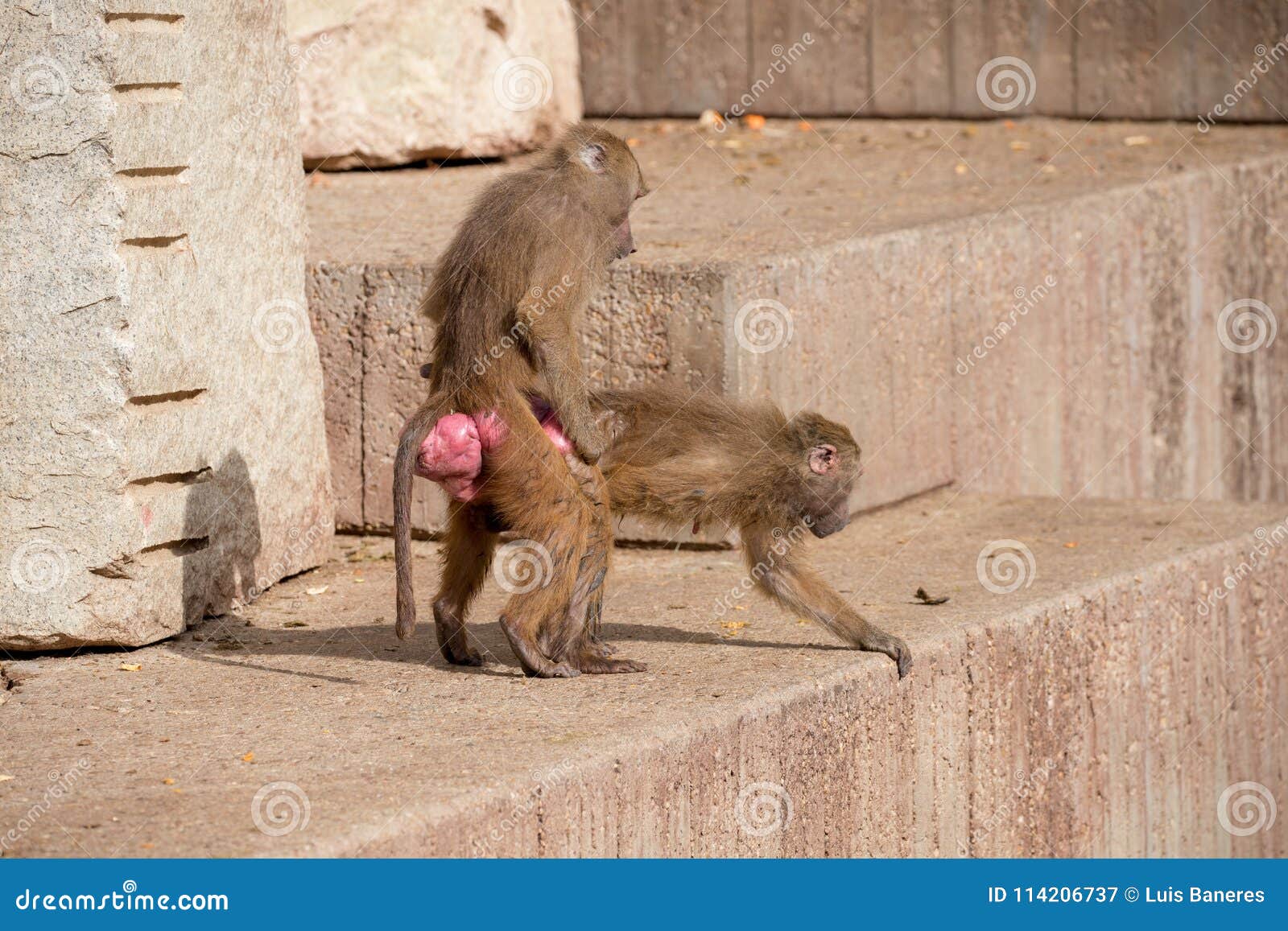 как обезьяна трахает человека фото 48