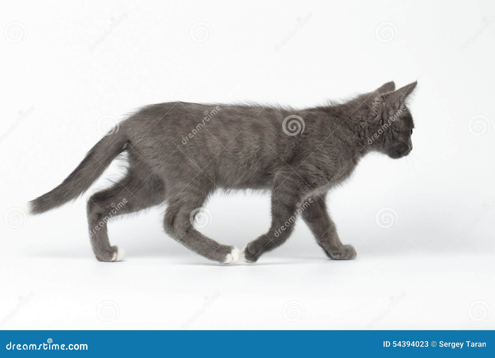 Кот вид сбоку