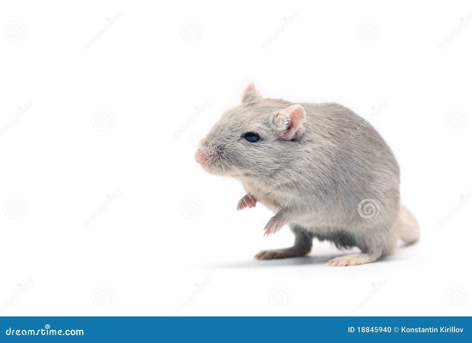 Серая мышь 14