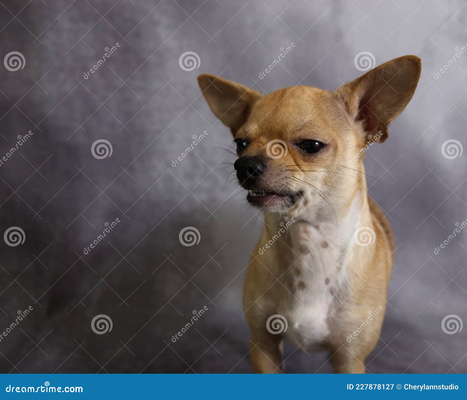 сердитая собака чихуахуа рычит в сторону от камеры Стоковое Изображение -  изображение насчитывающей отечественно, драка: 227878127