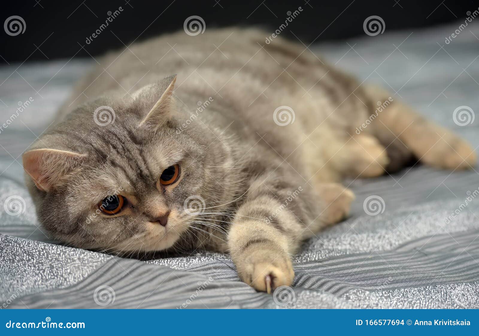 Британская кошка полосатая
