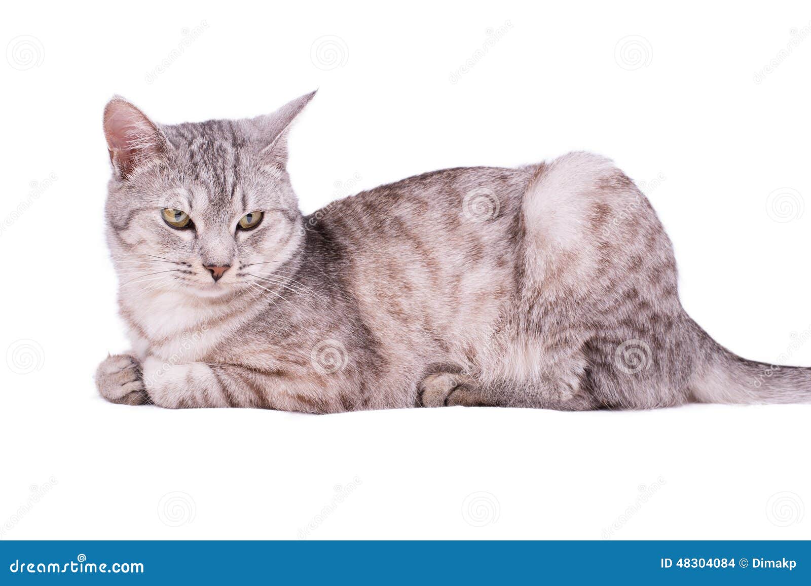 Кошка сбоку