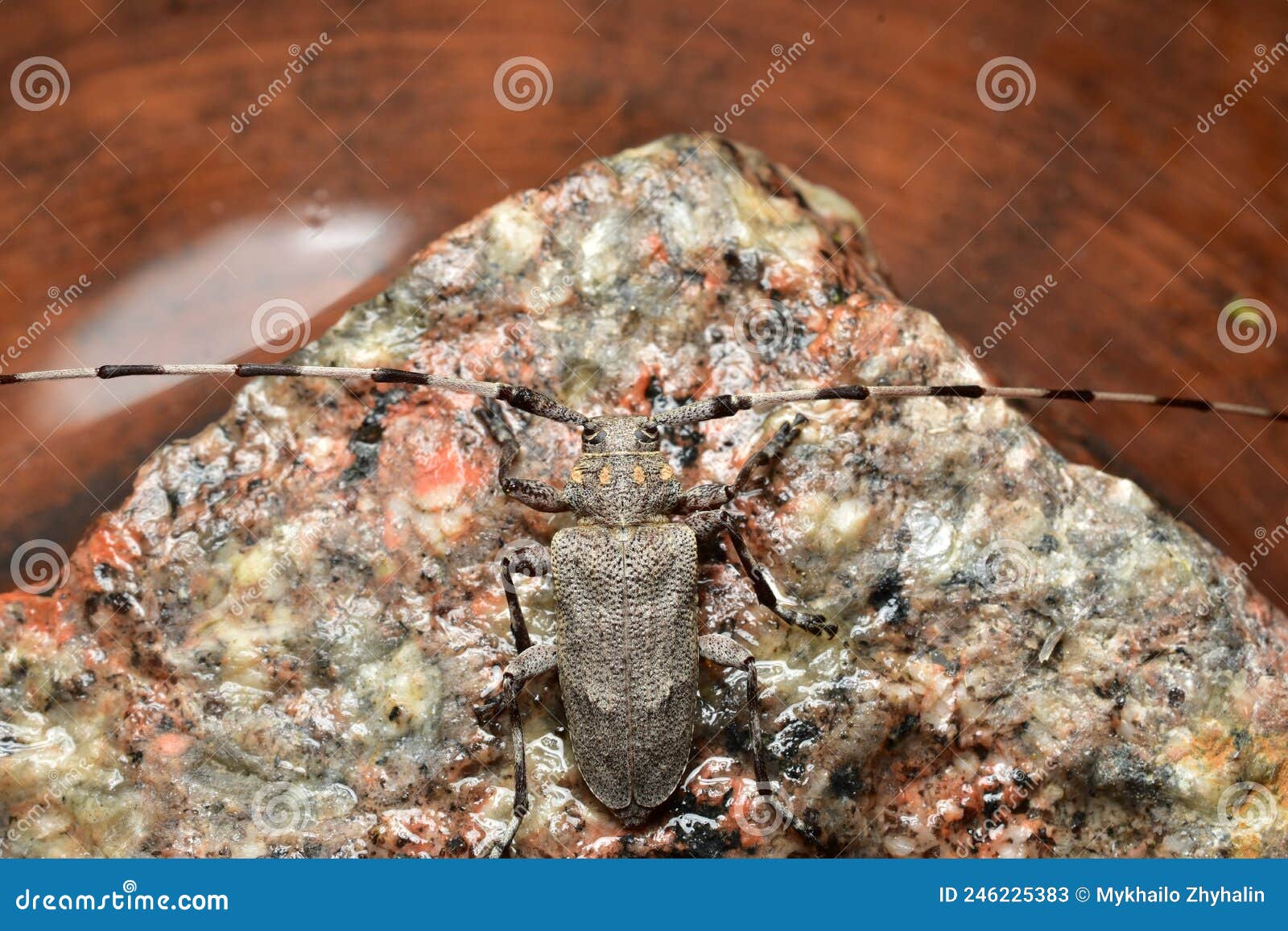 Серый жук с длинными усами