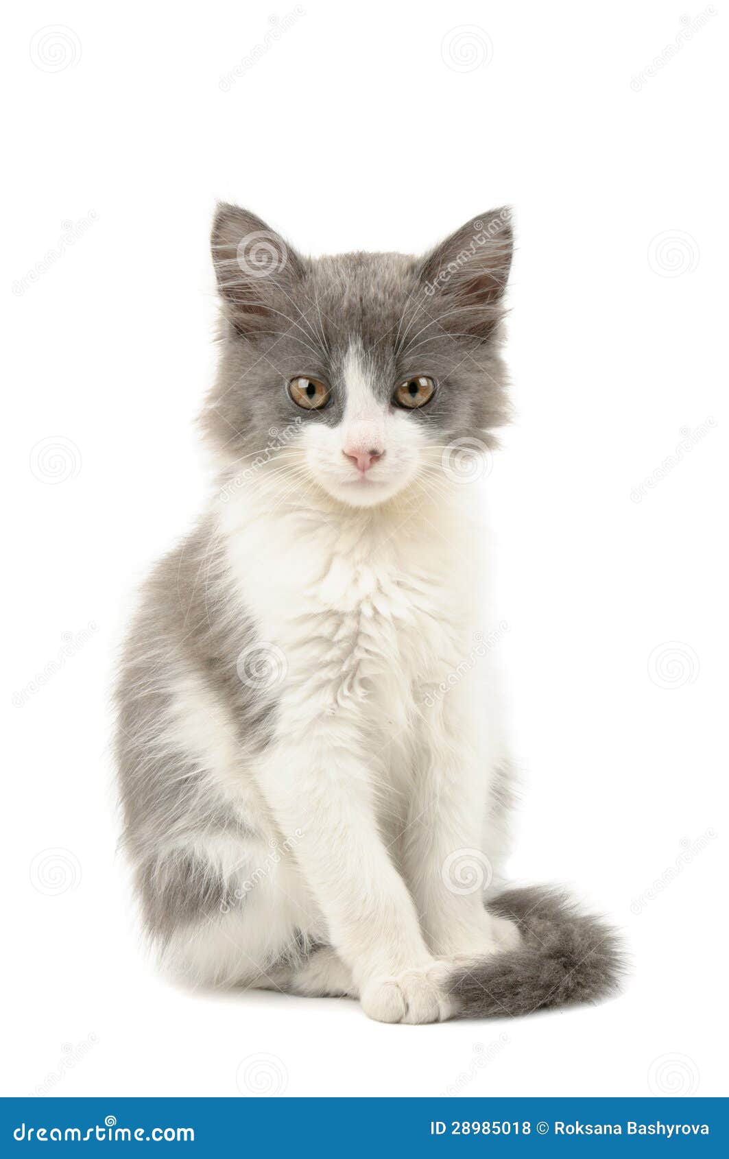 Котенок серо белый