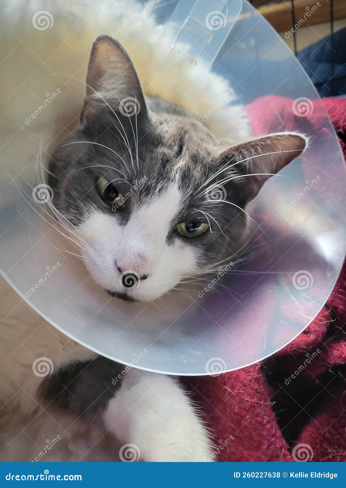 серый и белый кот в конусе и накачанный наркотиками после операции.  Стоковое Фото - изображение насчитывающей ангстрома, ворот: 260227638