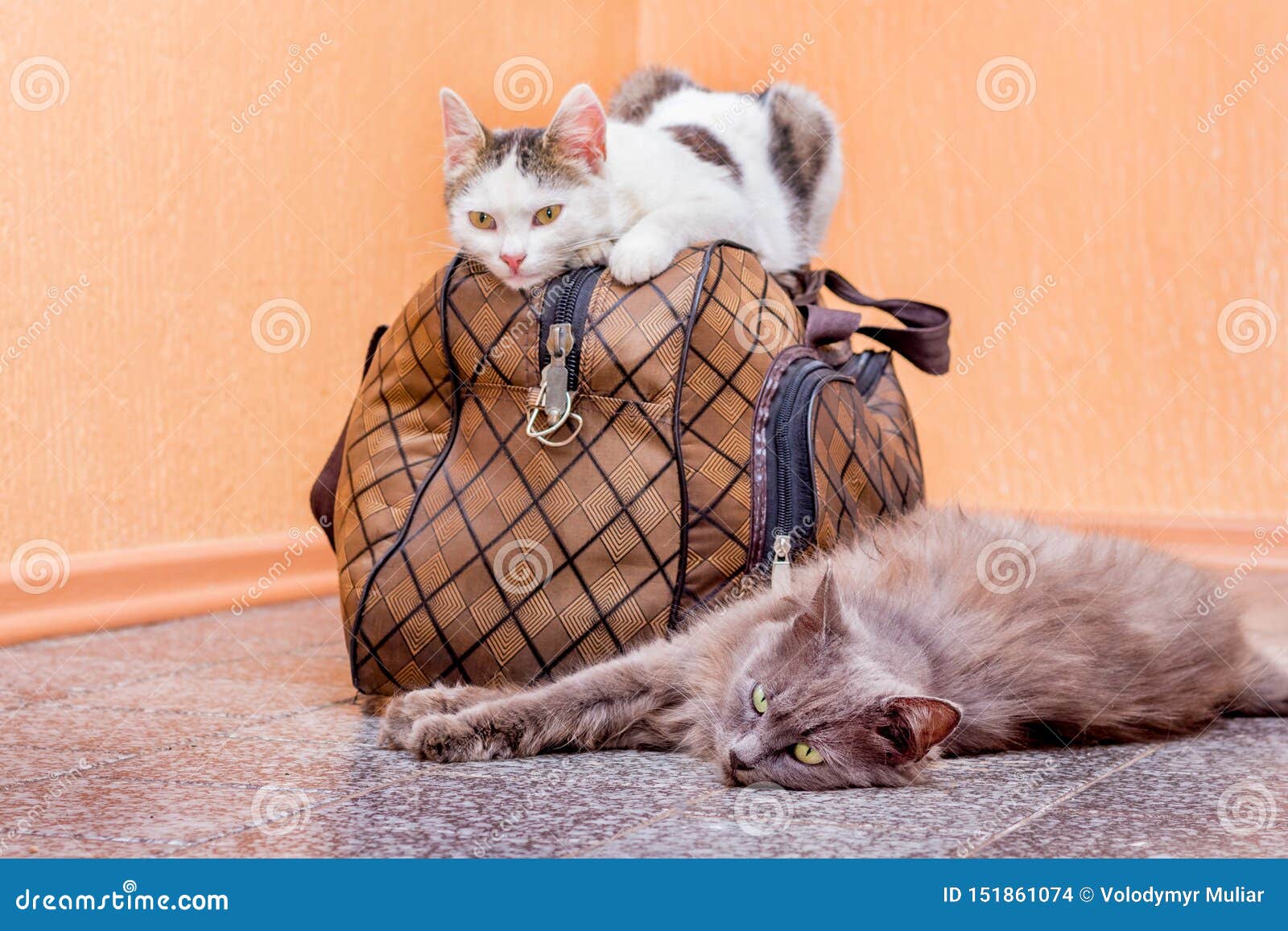 Кот с чемоданом картинки