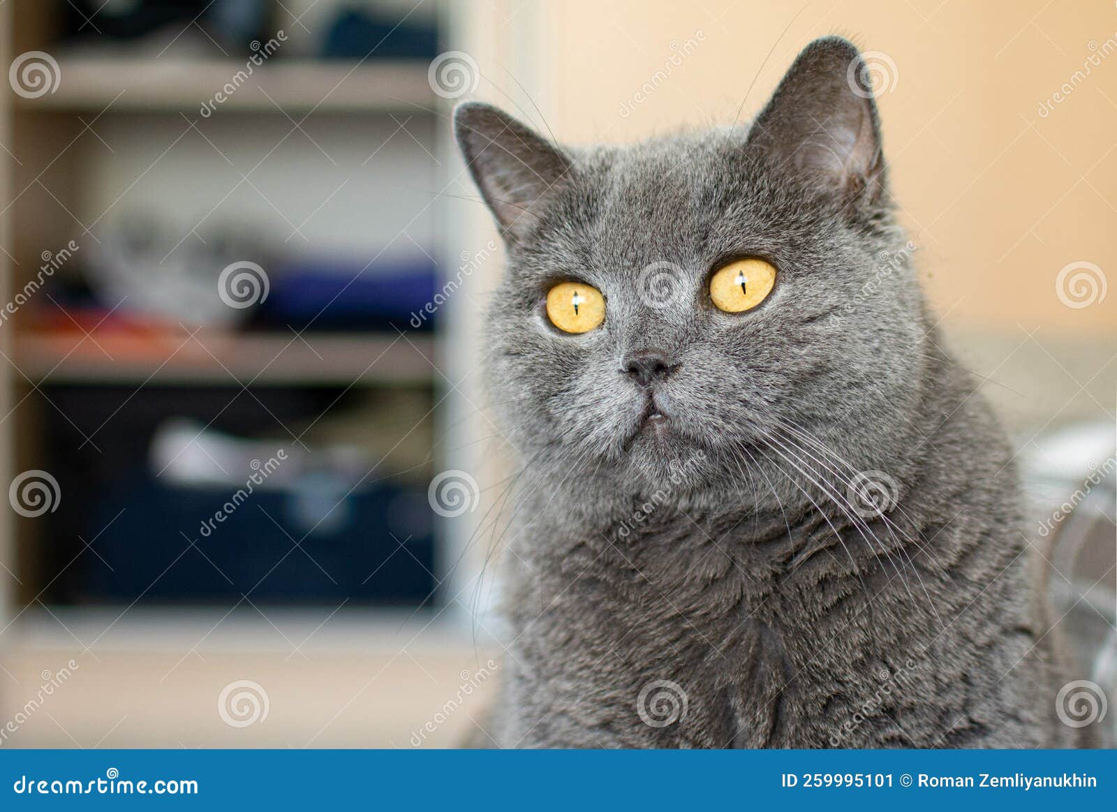 Кошка с желтыми глазами порода